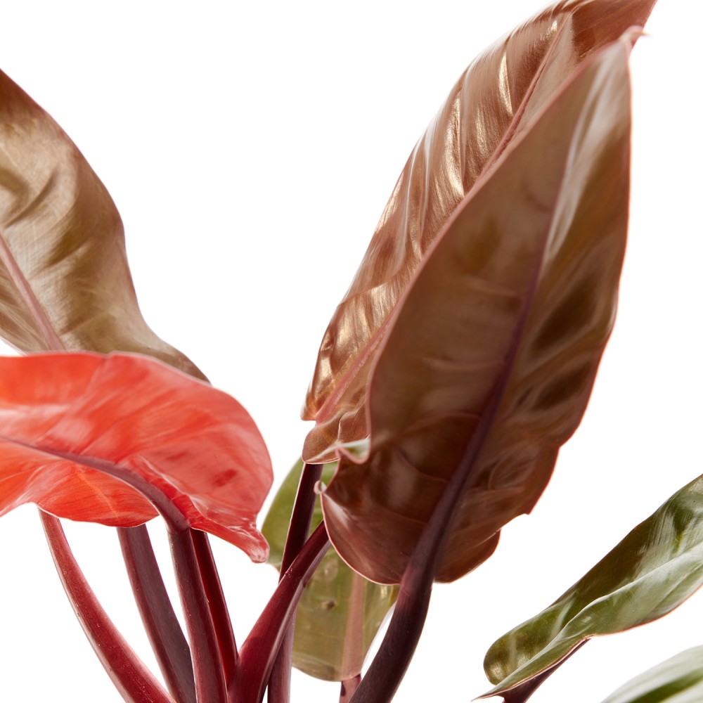 Филодендрон Принц Оранж Филодендрон Принц Оранж