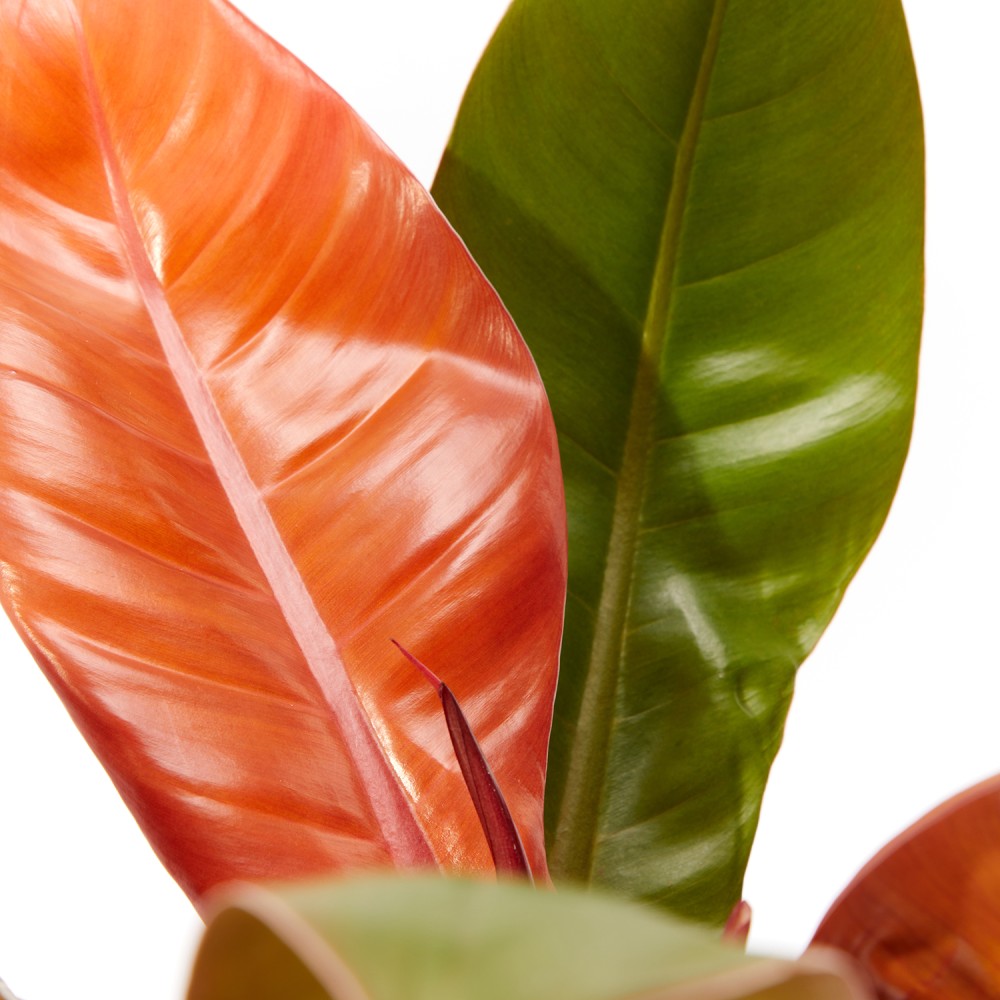 Филодендрон Принц Оранж Филодендрон Принц Оранж