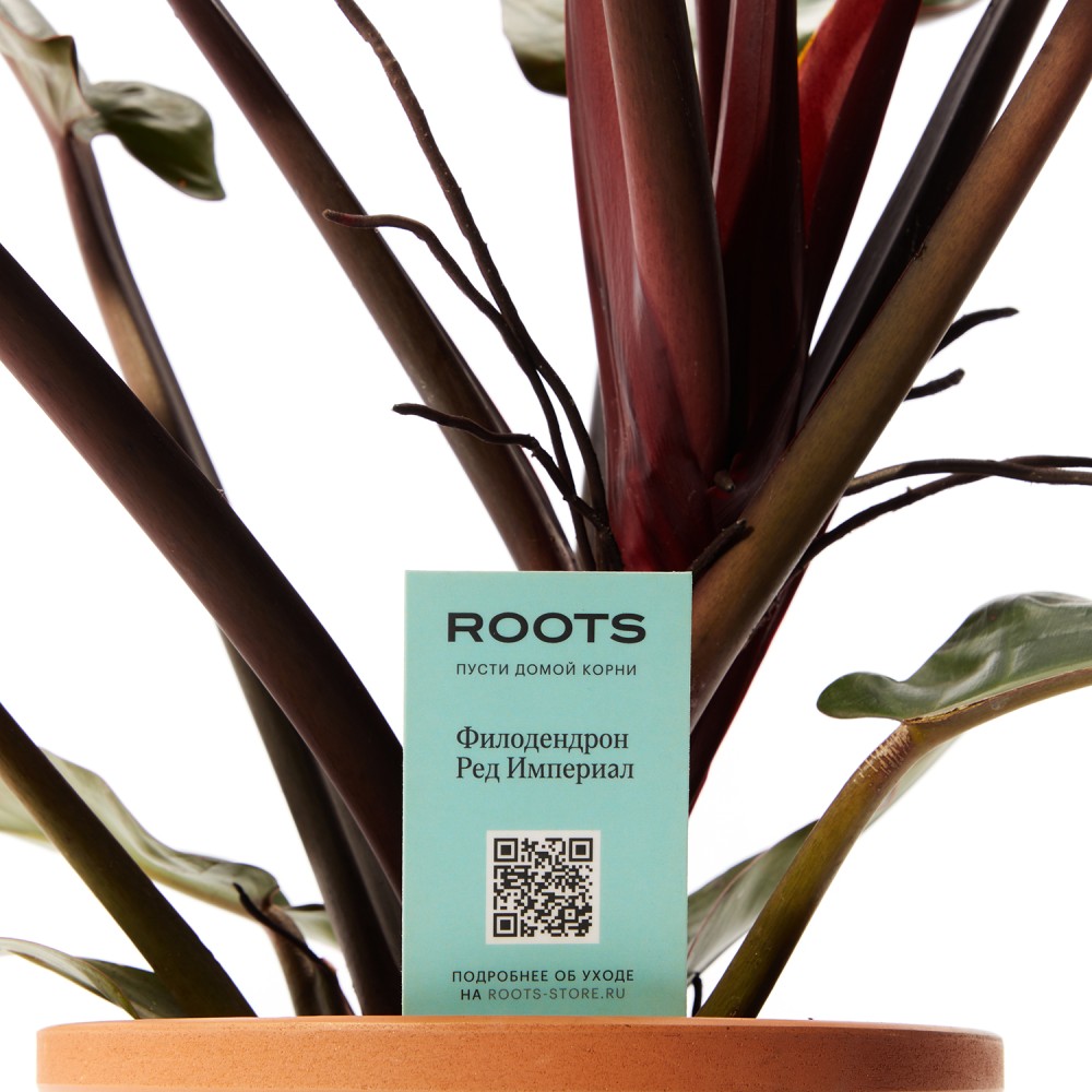 Филодендрон Империал Ред
