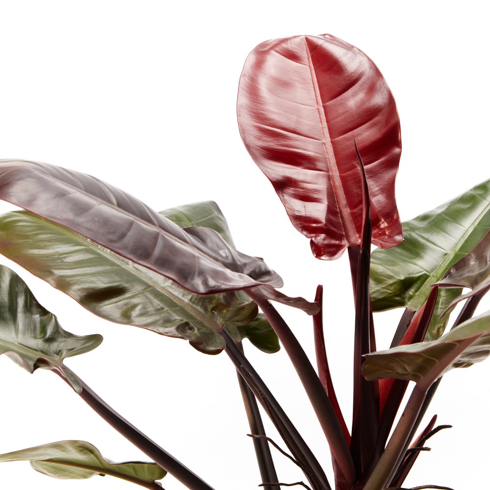 Филодендрон Империал Ред