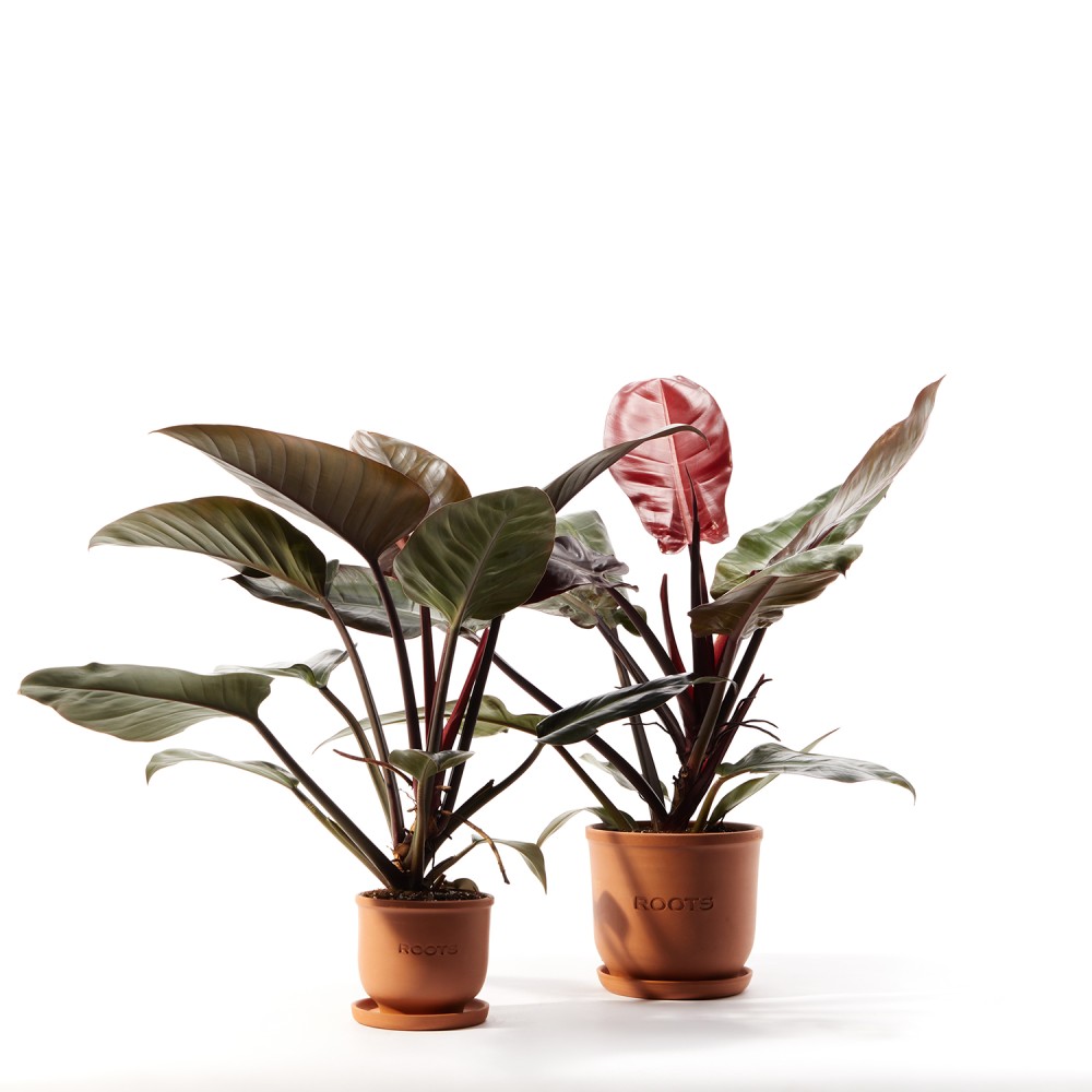 Филодендрон Империал Ред