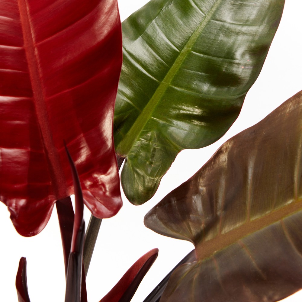 Филодендрон Империал Ред