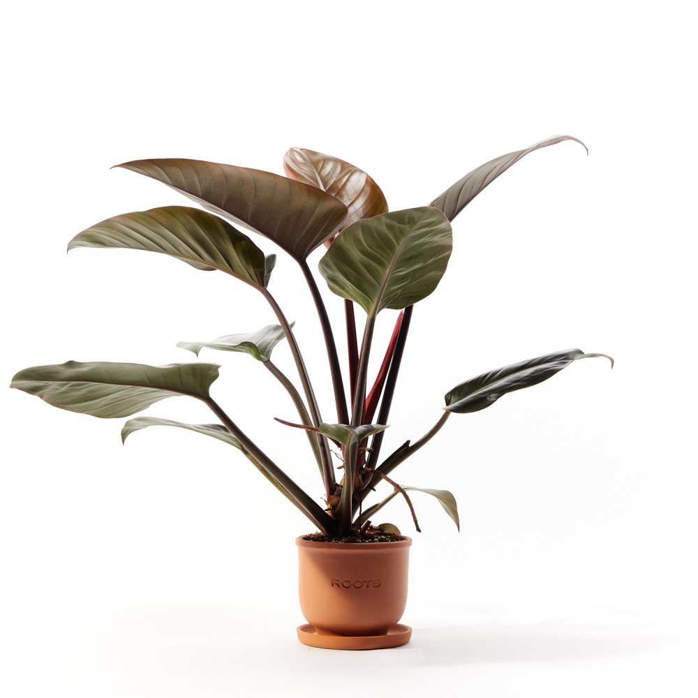 Филодендрон Империал Ред