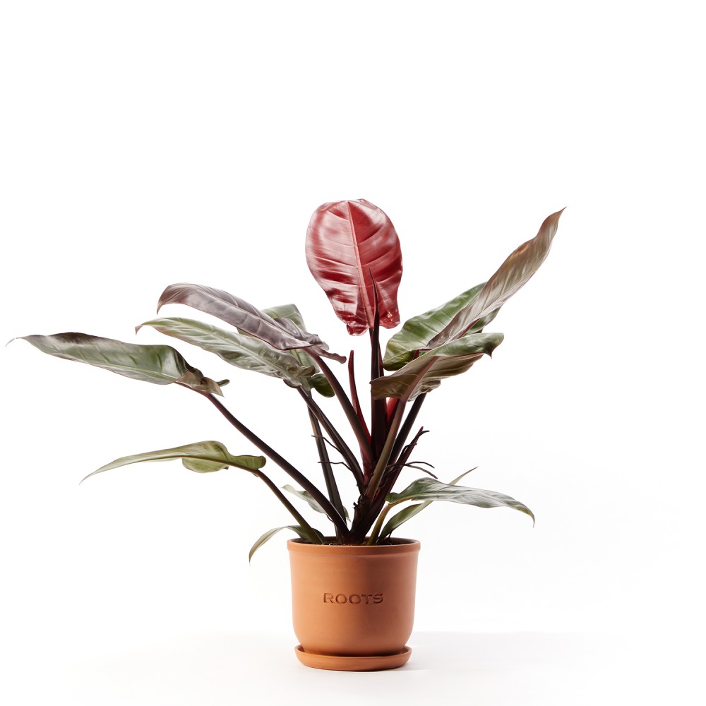 Филодендрон Империал Ред