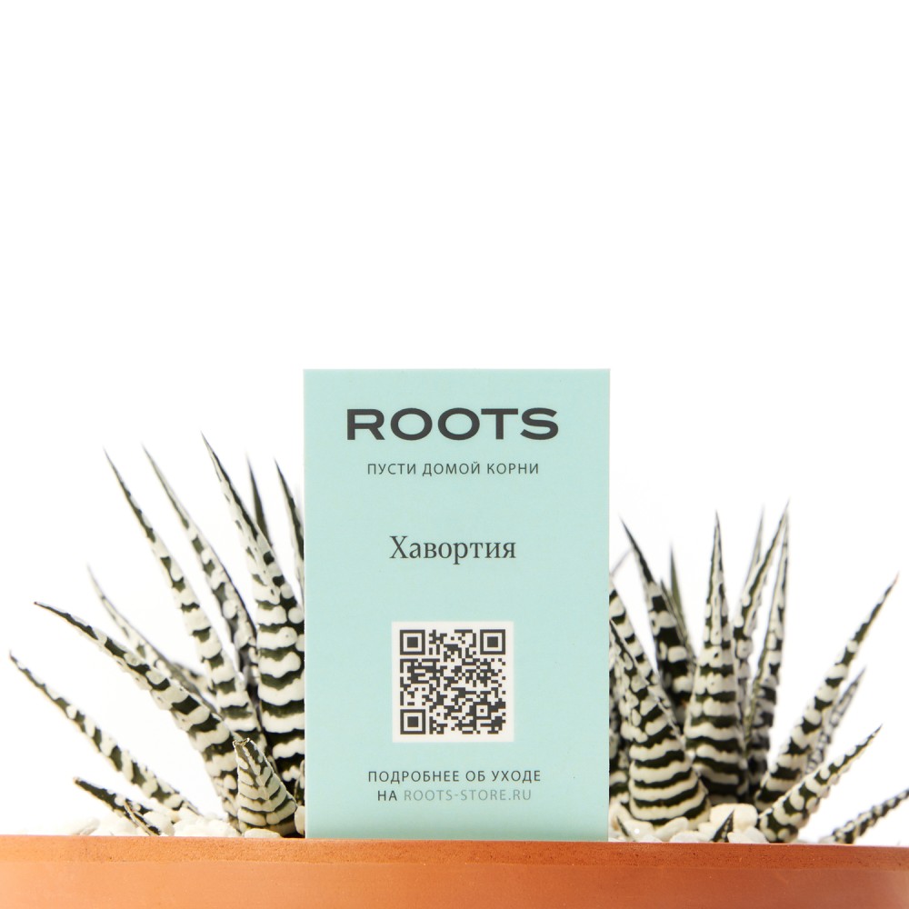 Хавортия Альба Хавортия Альба