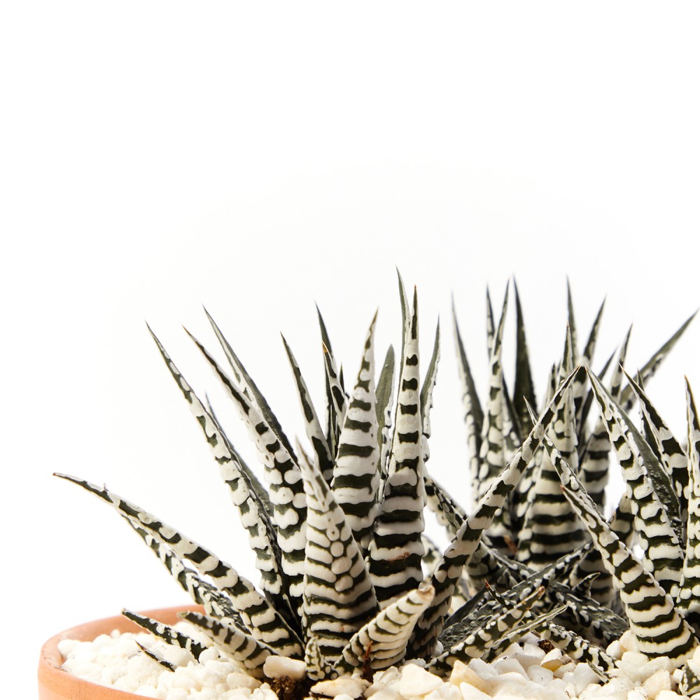 Хавортия Альба Хавортия Альба