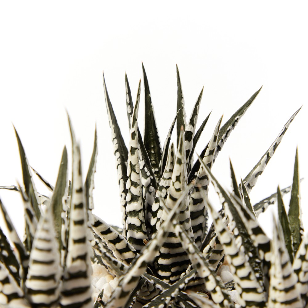 Хавортия Альба Хавортия Альба