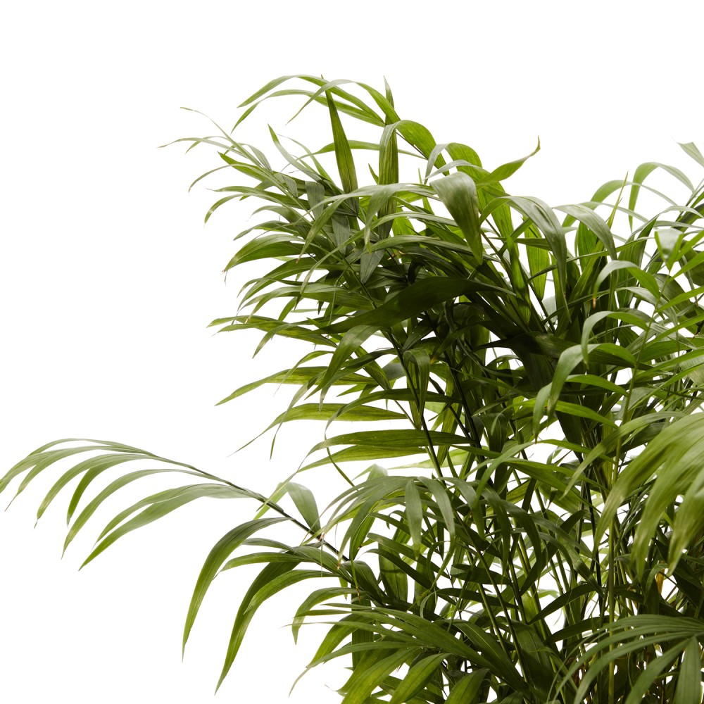 Хамедорея Хамедорея