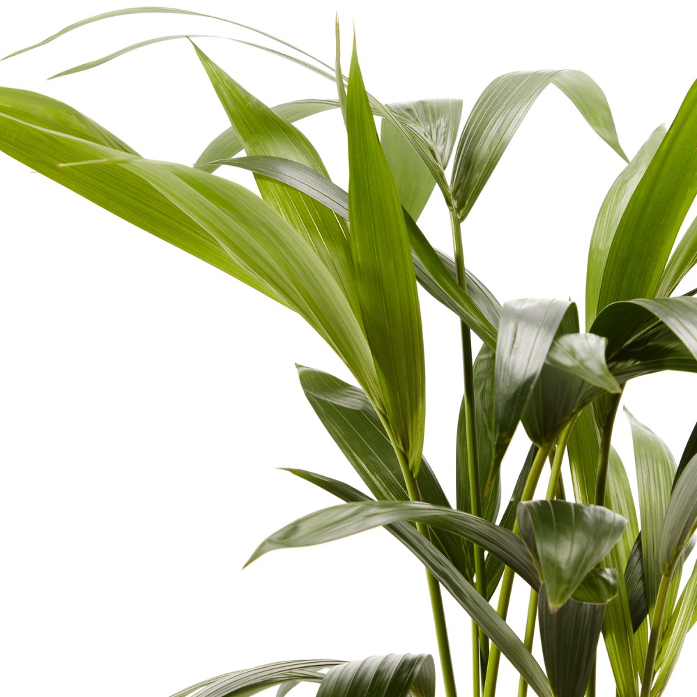 Ховея Форстериана Ховея Форстериана