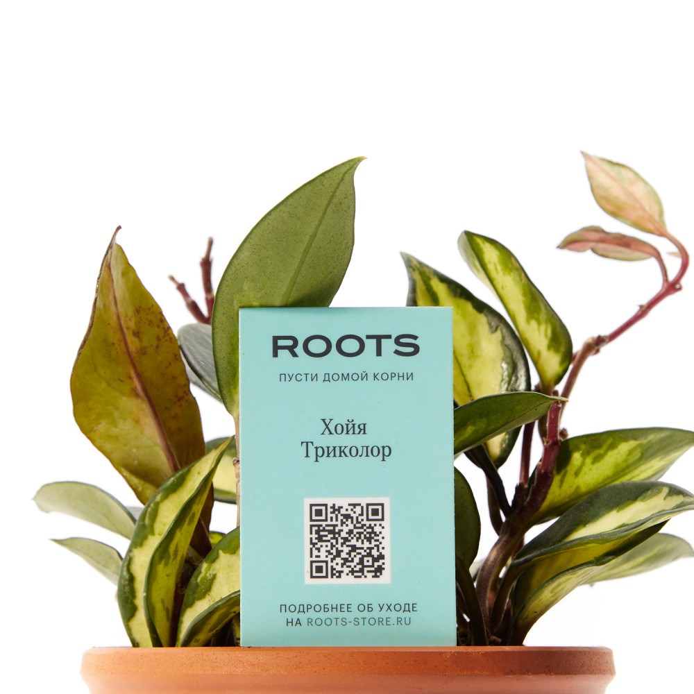 Хойя Триколор Хойя Триколор