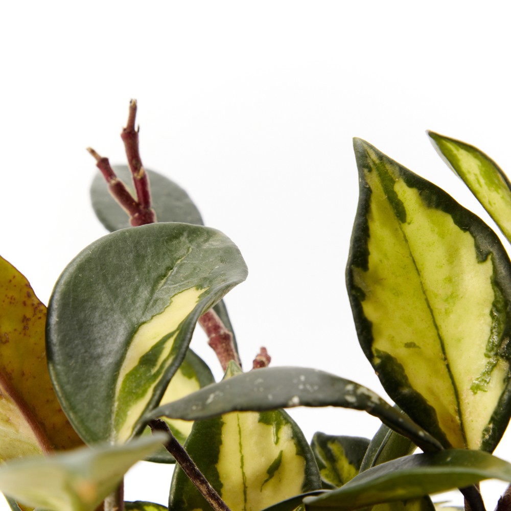 Хойя Триколор Хойя Триколор