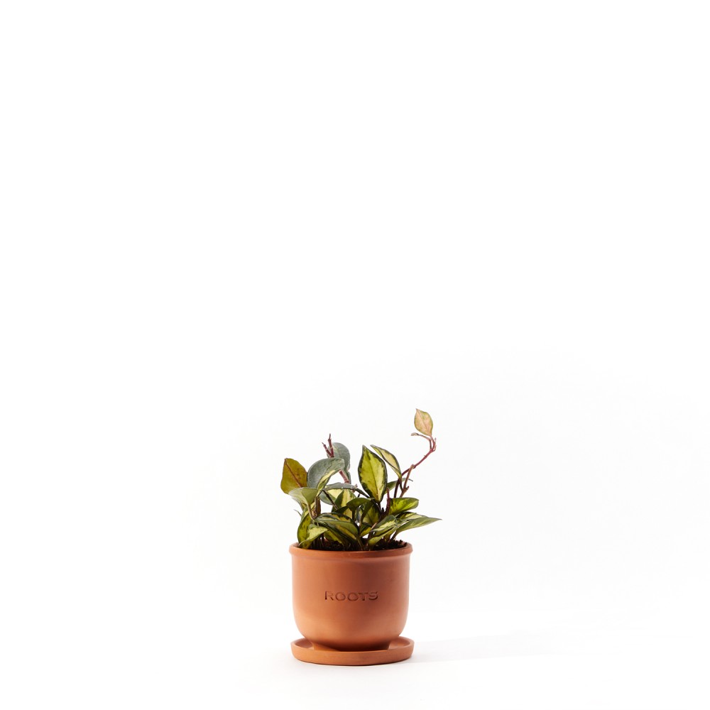 Хойя Триколор Хойя Триколор