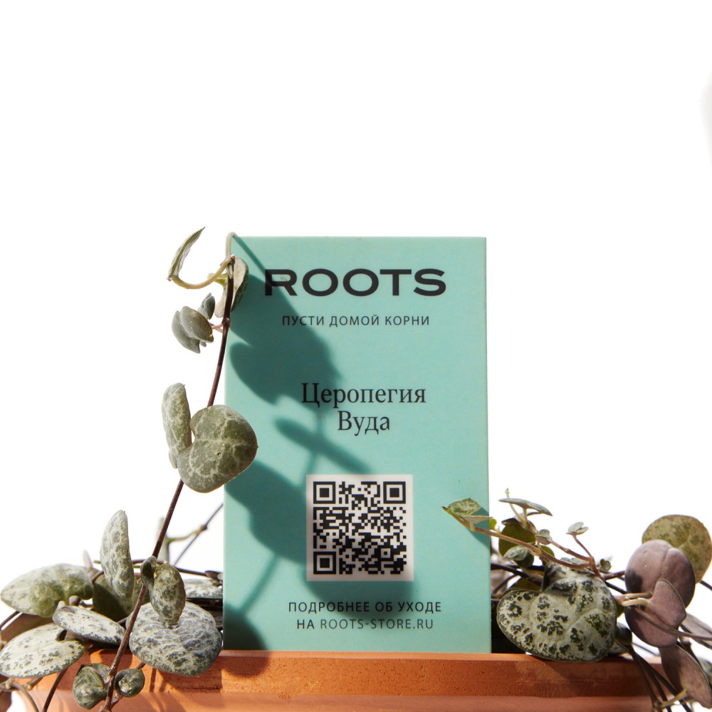 Церопегия Вуда Церопегия Вуда