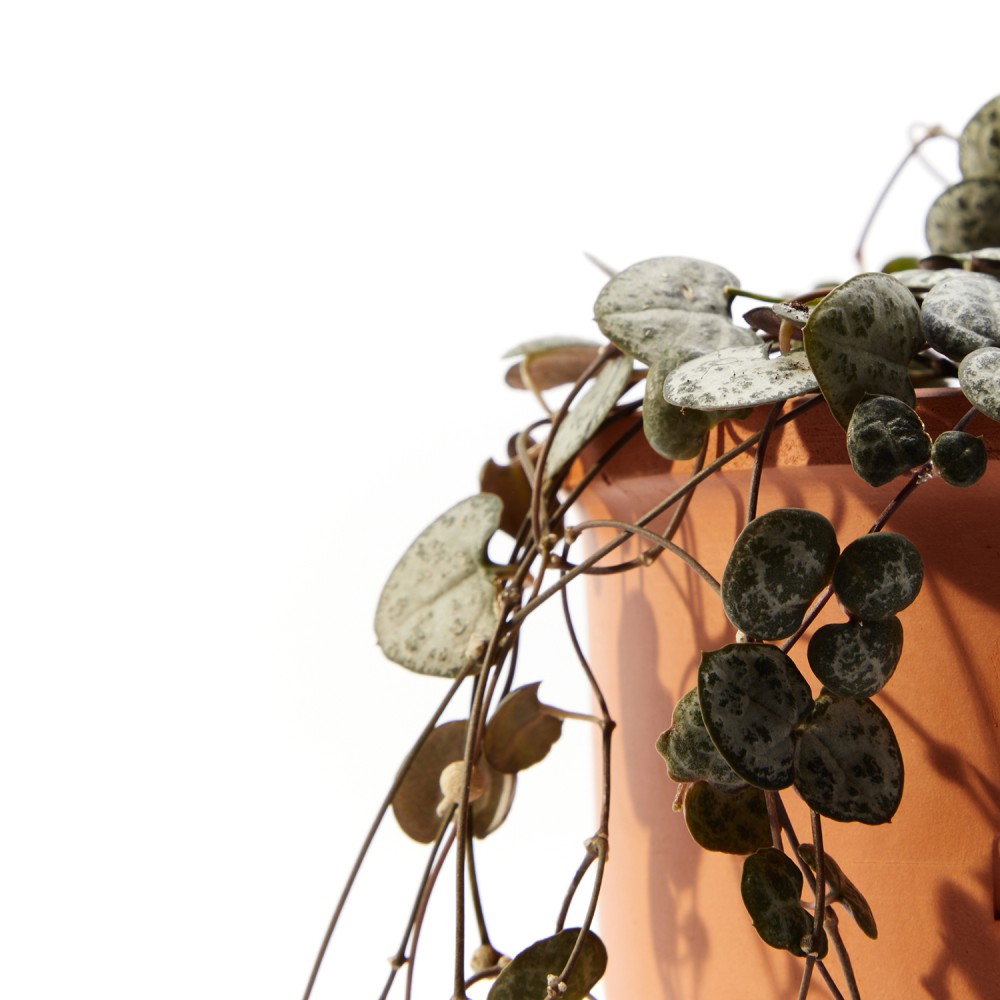 Церопегия Вуда Церопегия Вуда