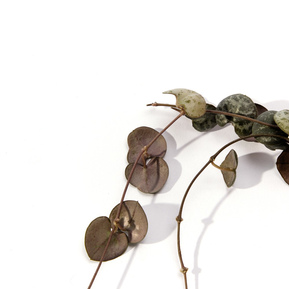 Церопегия Вуда Церопегия Вуда