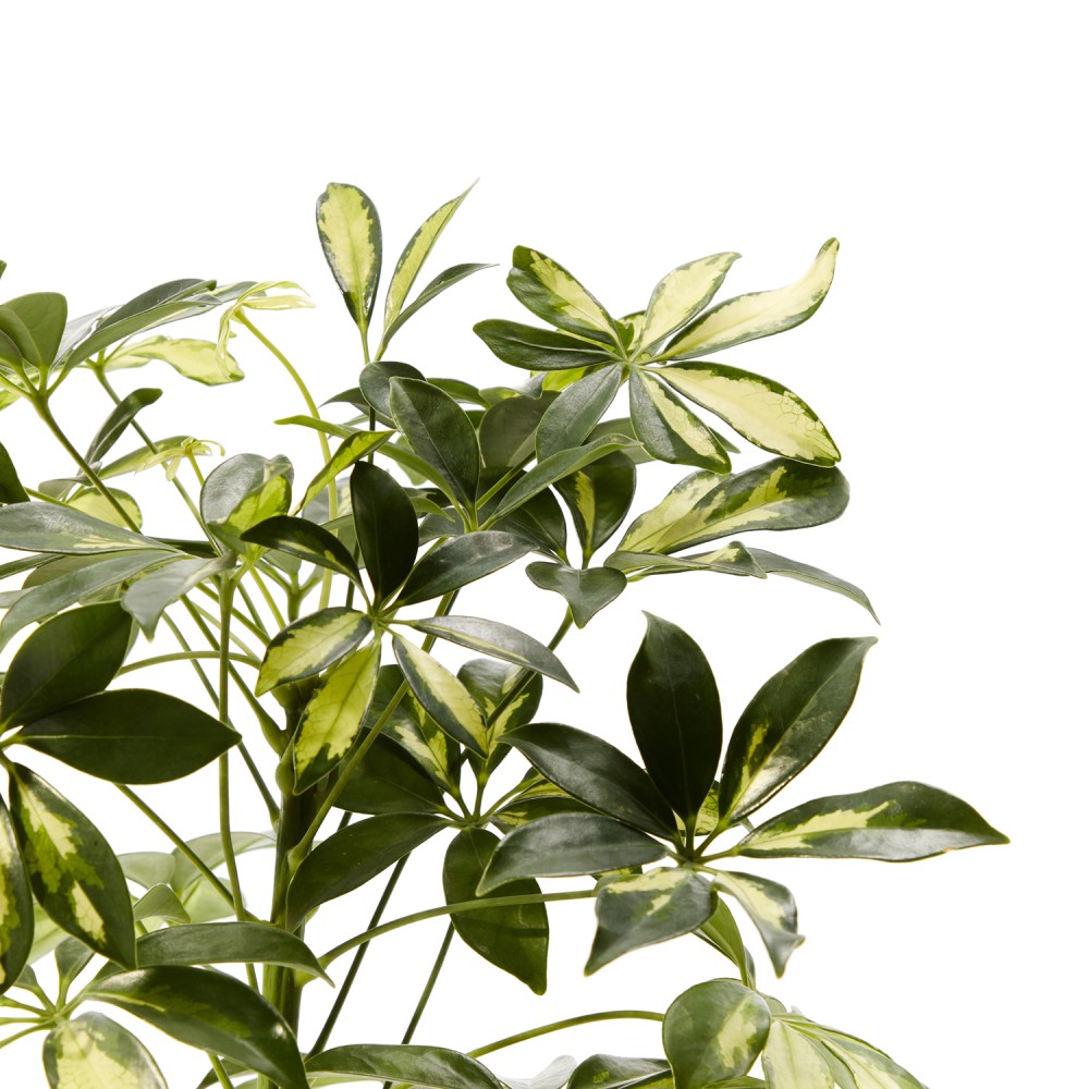 Шеффлера Герда Шеффлера Герда