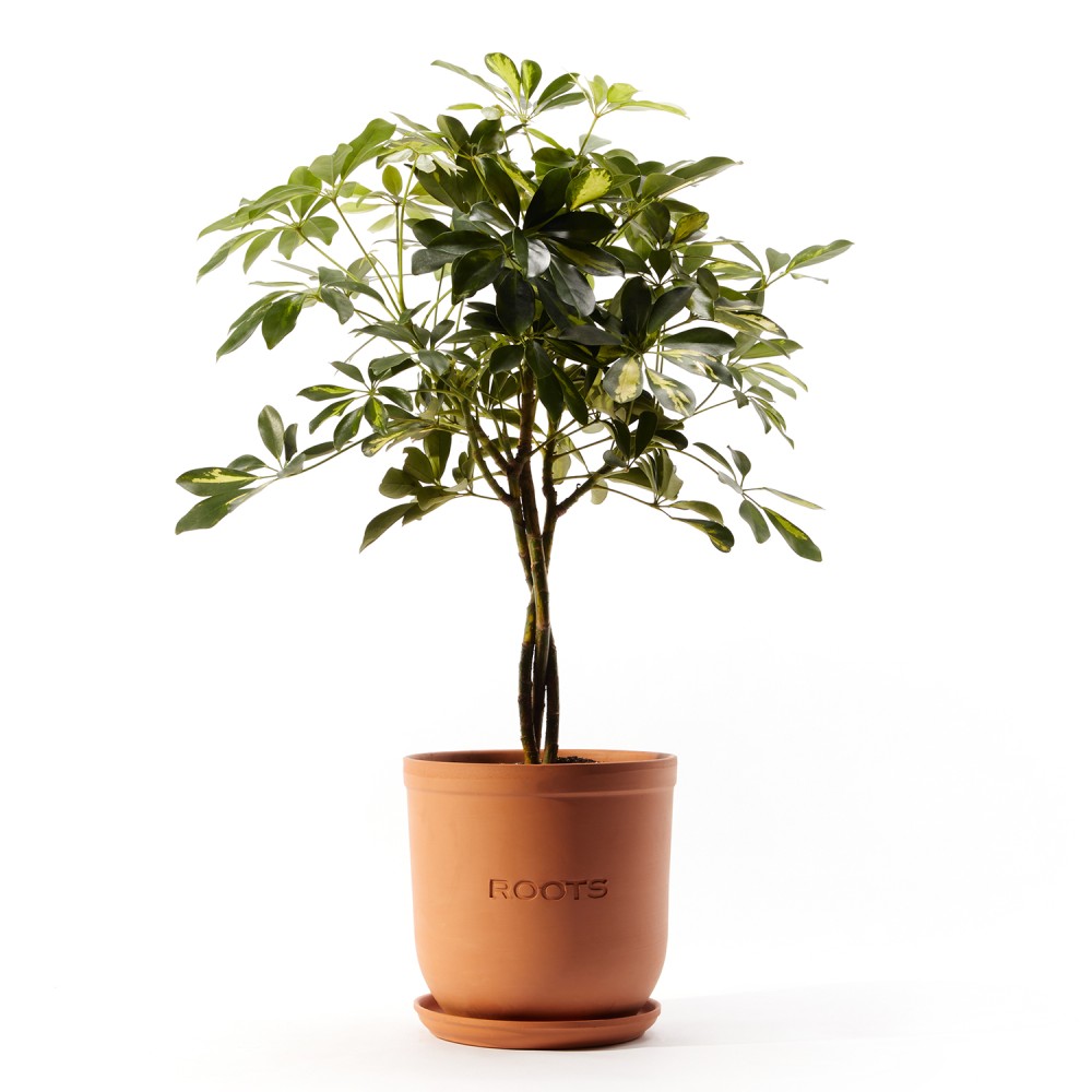 Шеффлера Герда