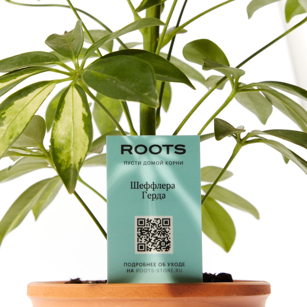 Шеффлера Герда