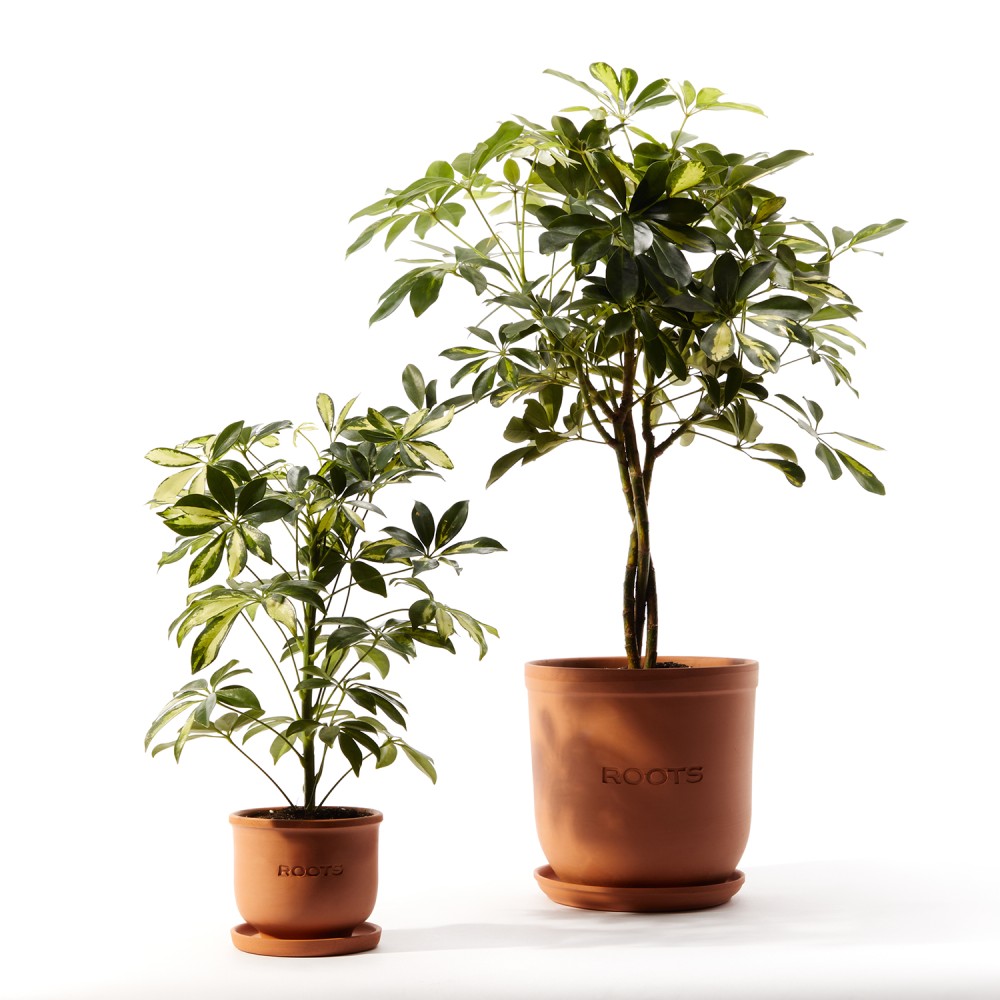 Шеффлера Герда