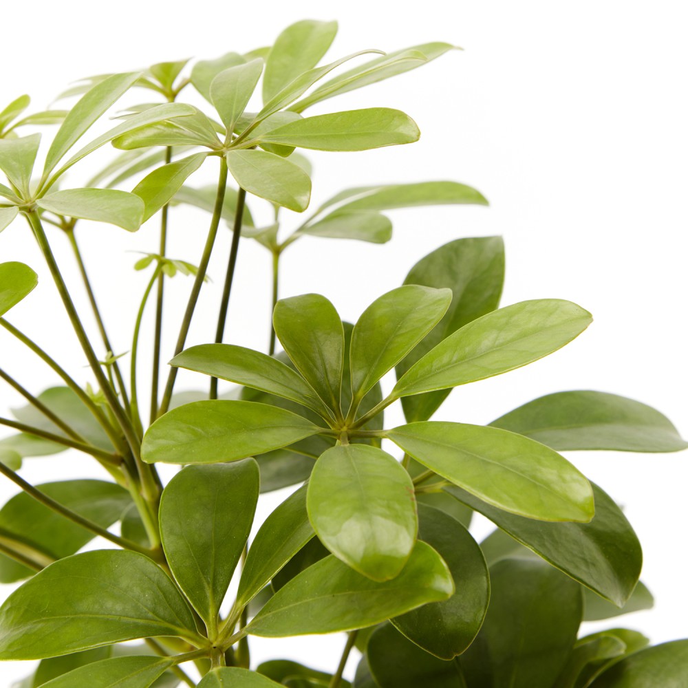 Шеффлера Нора Шеффлера Нора