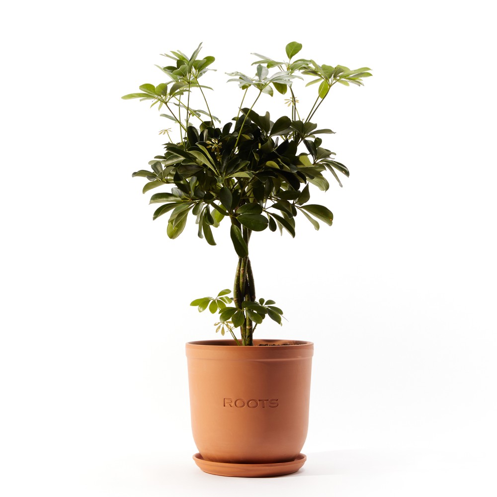 Шеффлера Нора Шеффлера Нора