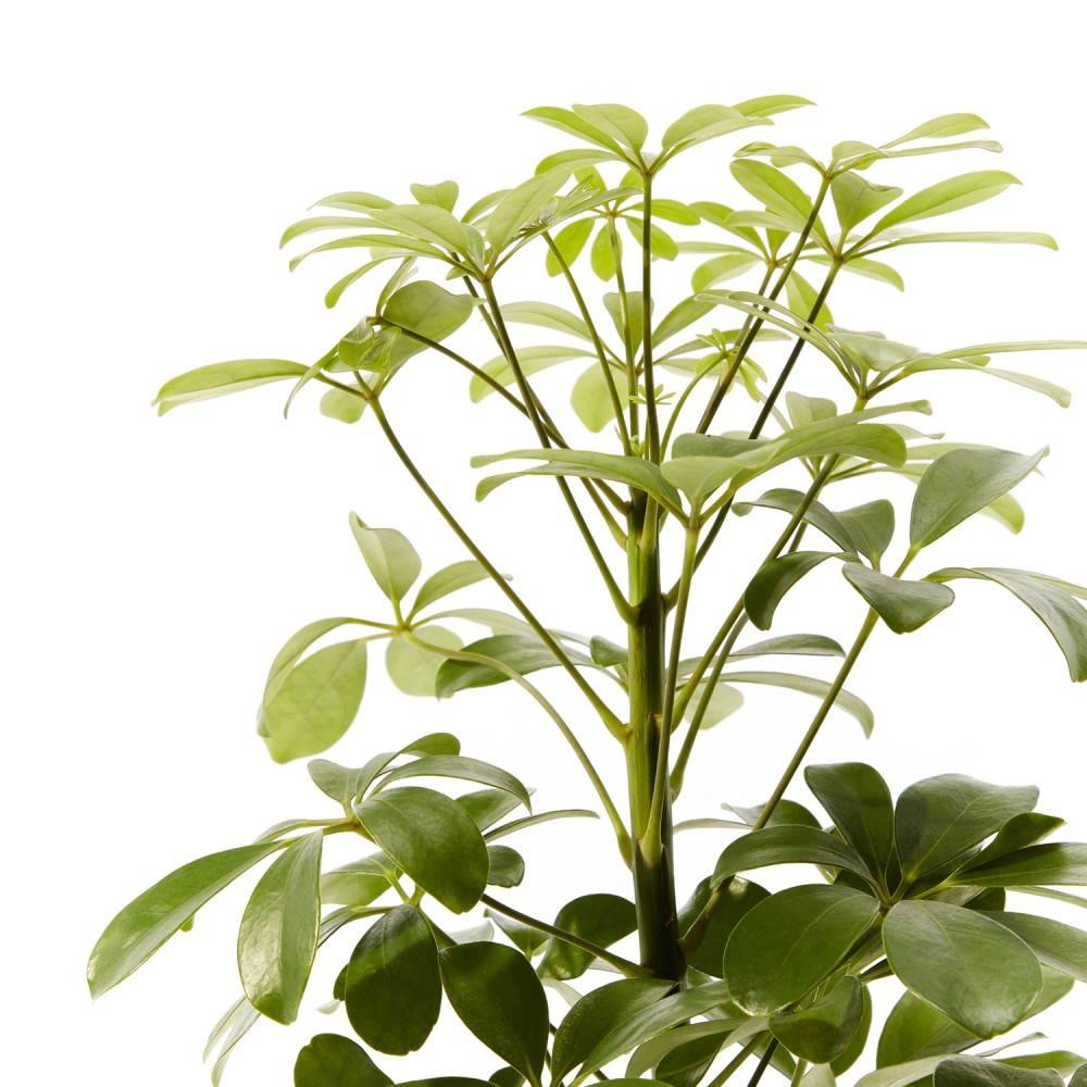 Шеффлера Нора Шеффлера Нора