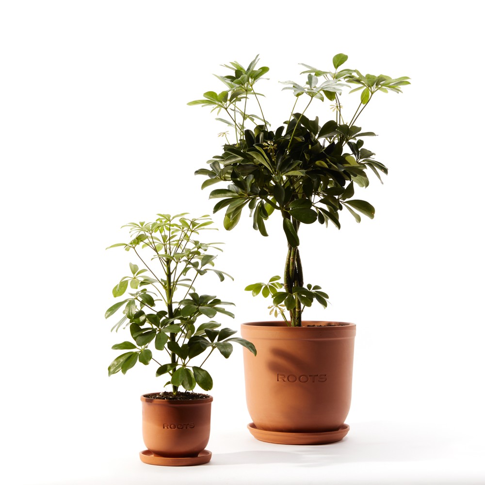 Шеффлера Нора Шеффлера Нора