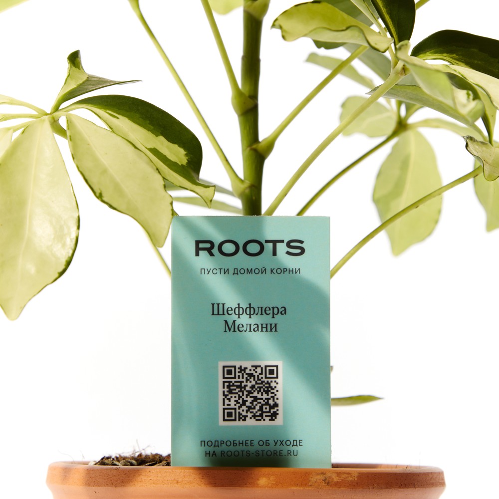 Шеффлера Мелани