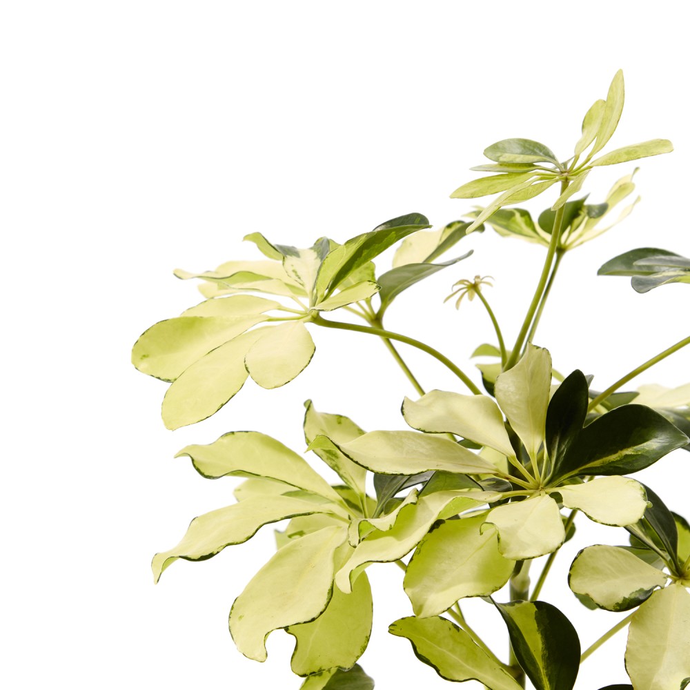 Шеффлера Мелани