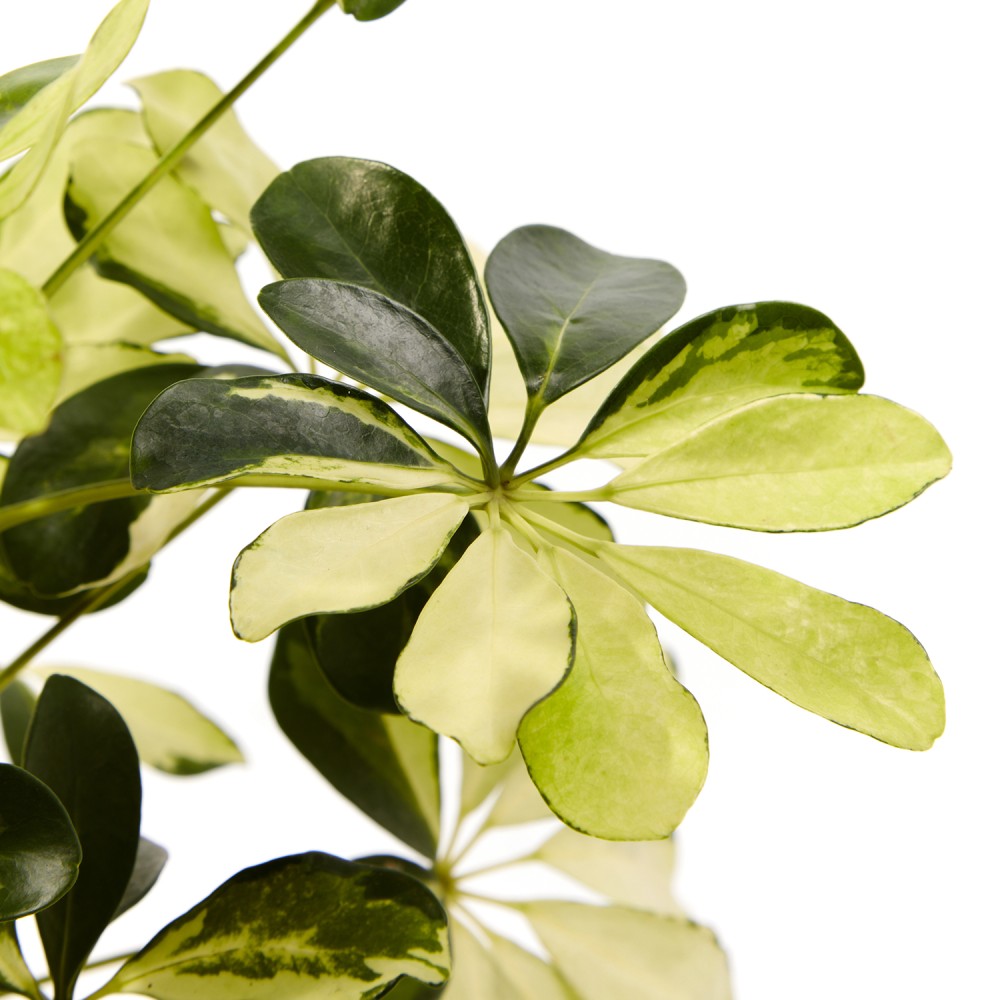 Шеффлера Мелани