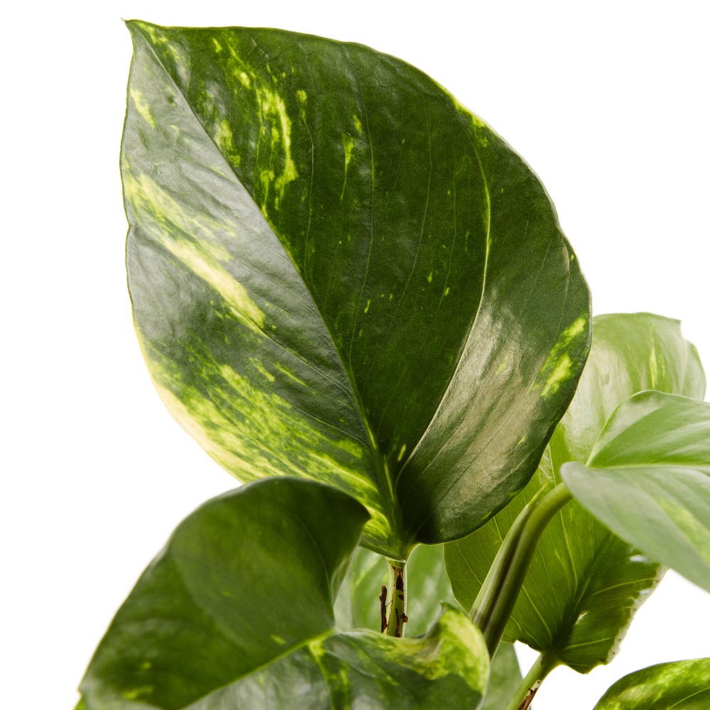 Эпипремнум Ауреум