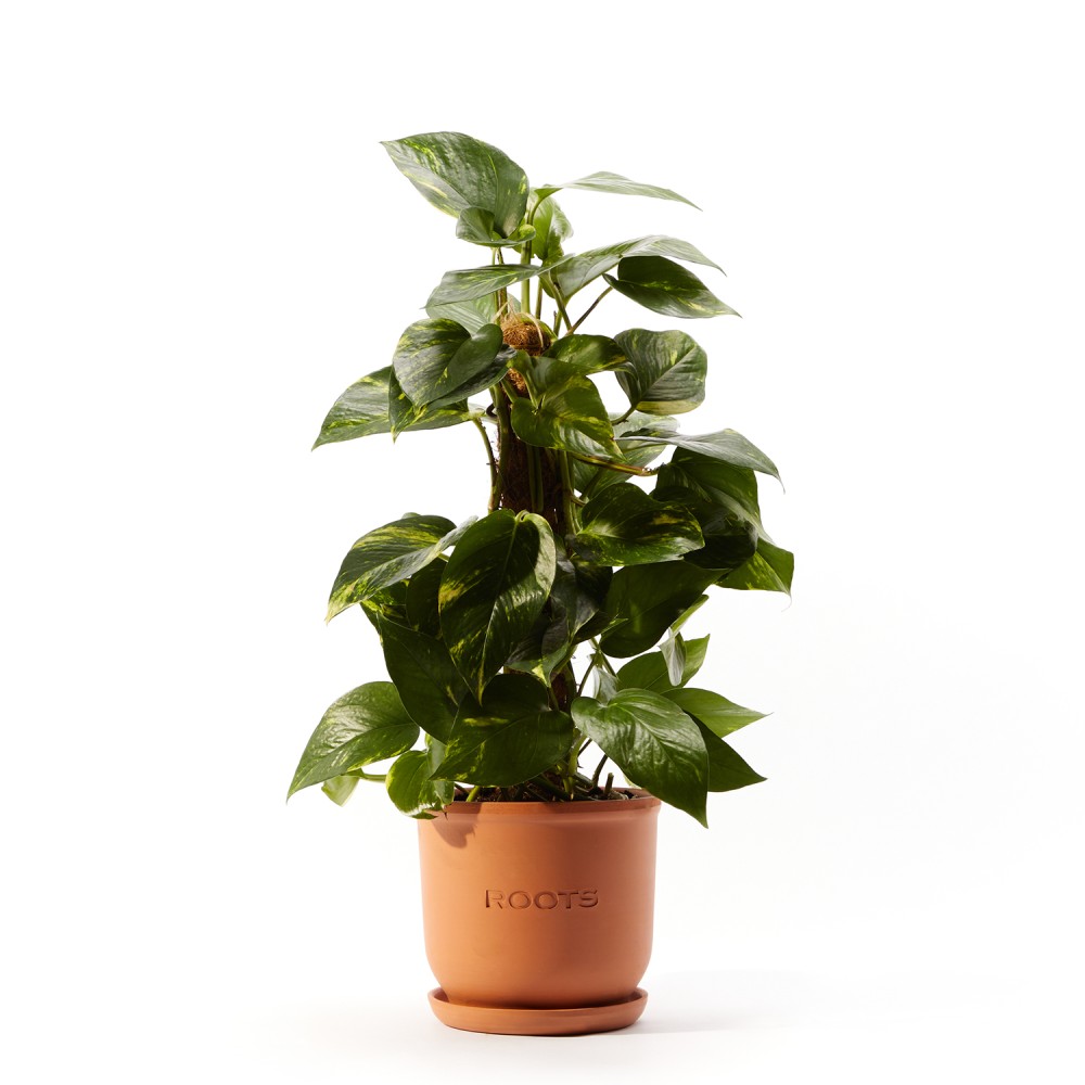 Эпипремнум Ауреум