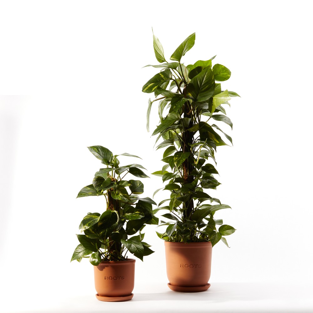 Эпипремнум Ауреум