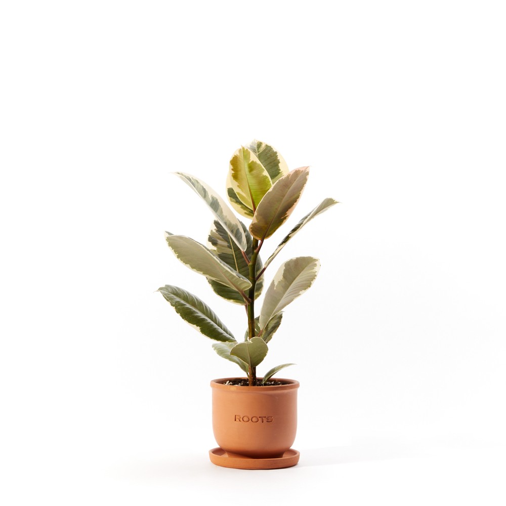 Plants set 02 Plants set 02