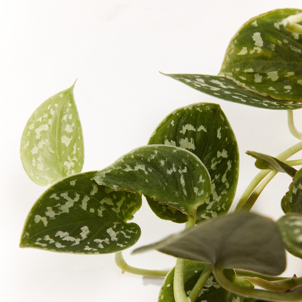 Plants set 02 Plants set 02