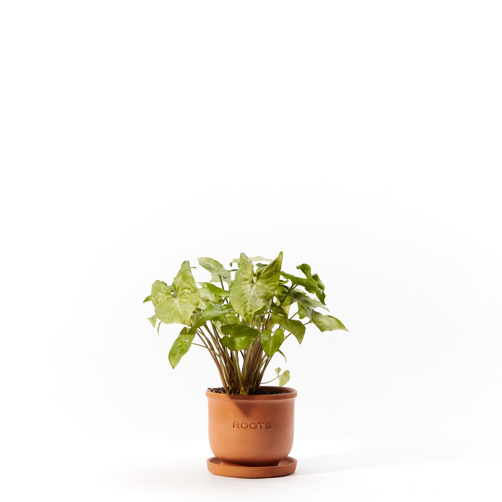 Plants set 03 Plants set 03