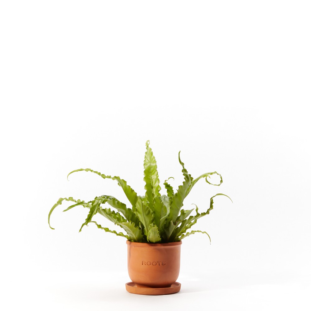 Plants set 03 Plants set 03