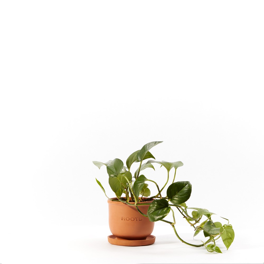 Plants set 03 Plants set 03