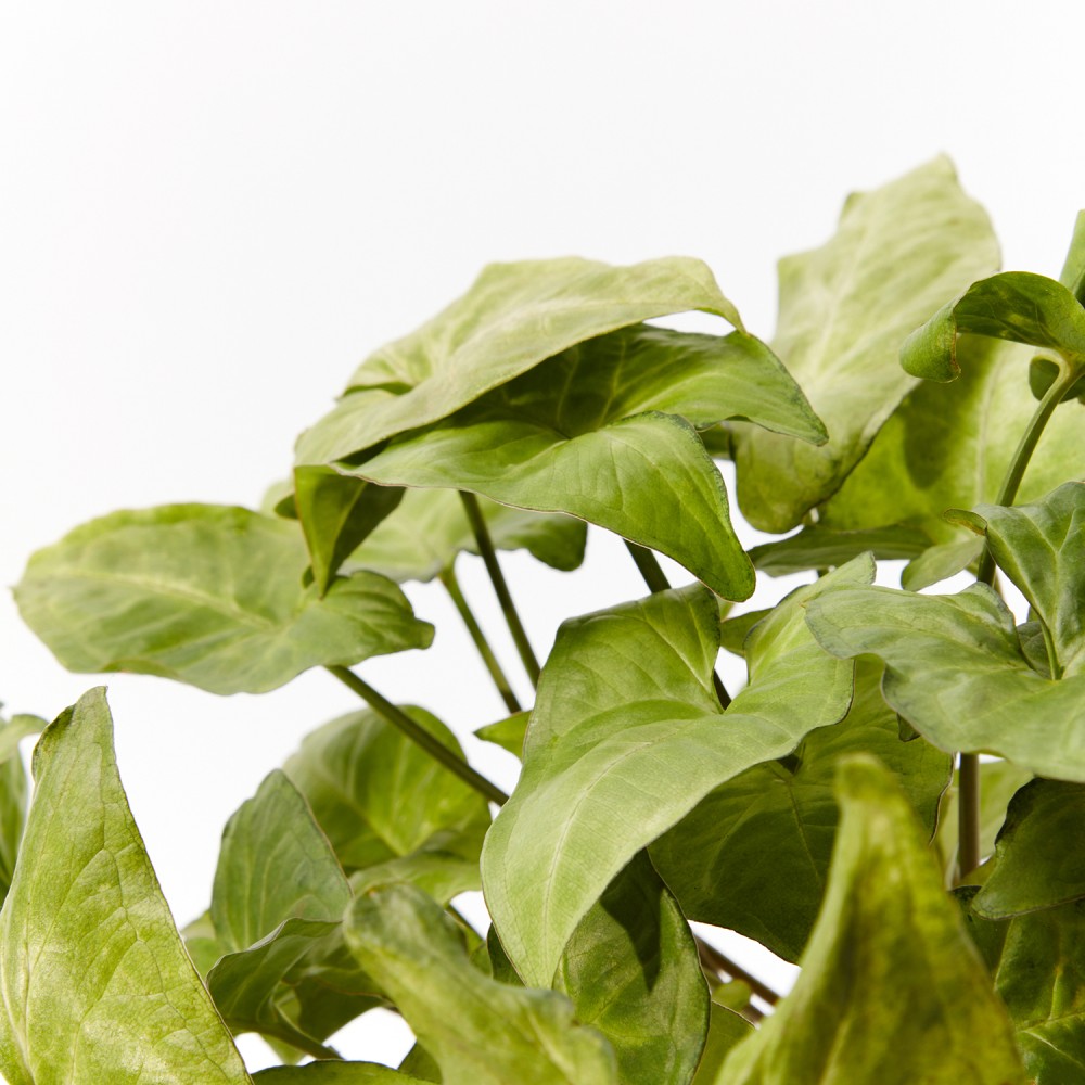 Plants set 03 Plants set 03