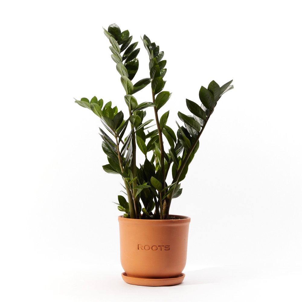 Plants set 08 Plants set 08