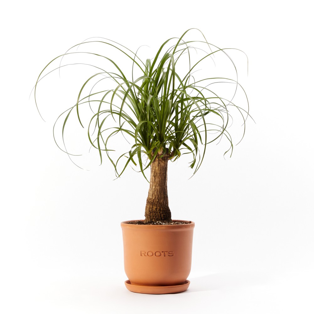 Plants set 08 Plants set 08