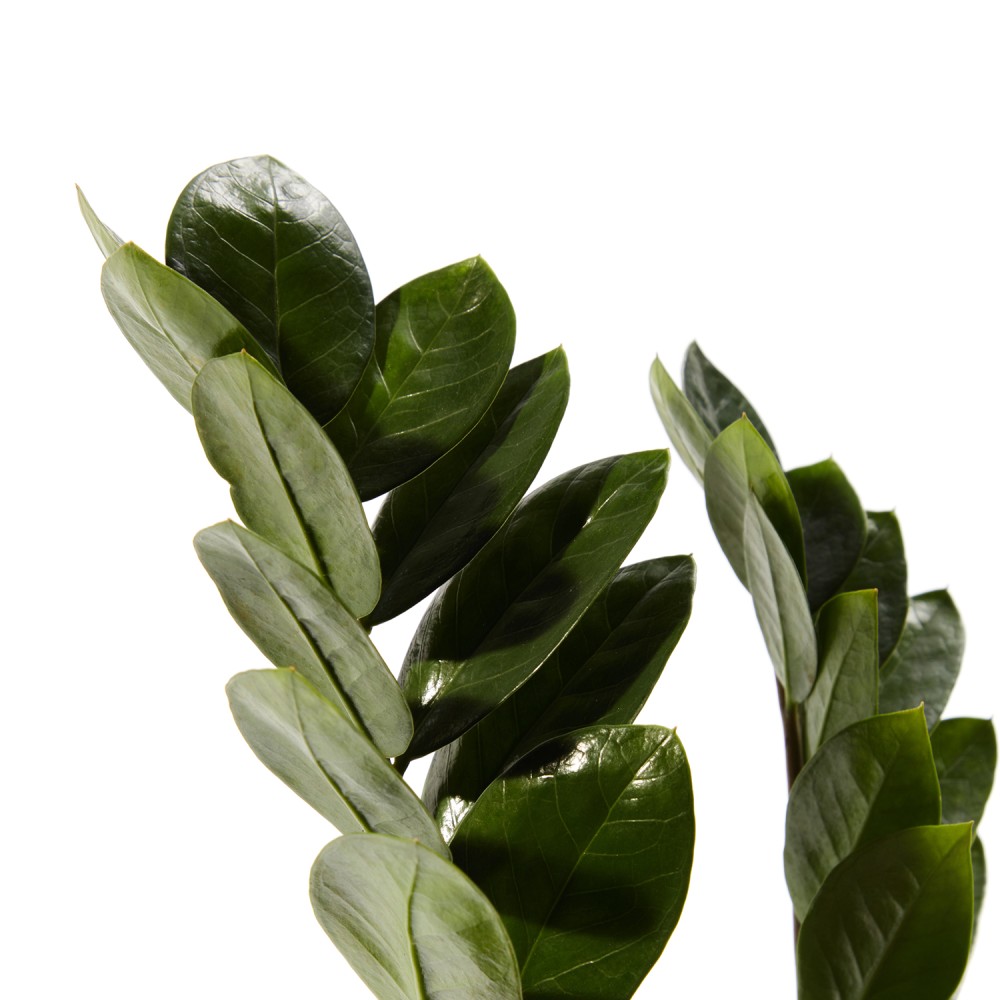 Plants set 08 Plants set 08