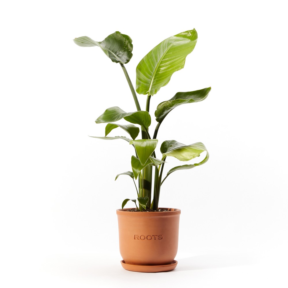 Plants set 09 Plants set 09