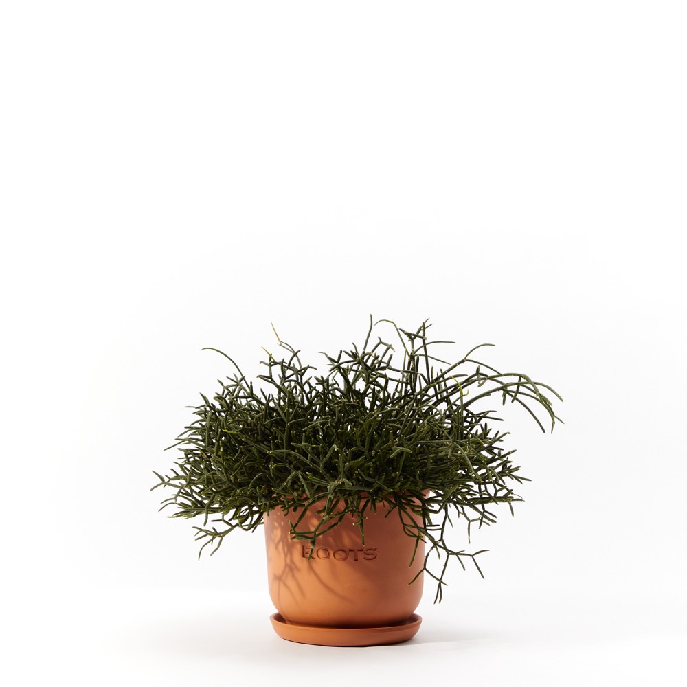 Plants set 09 Plants set 09