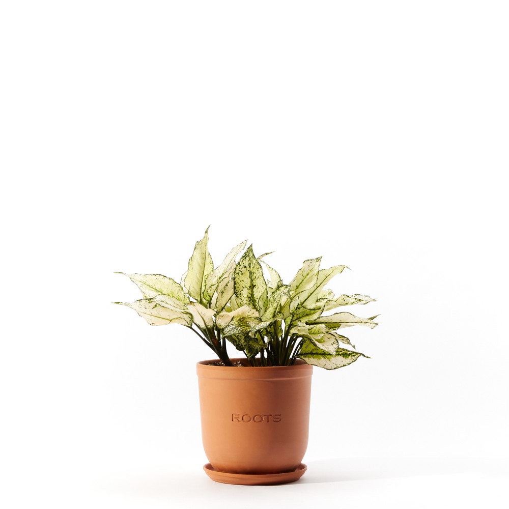 Plants set 11 Plants set 11