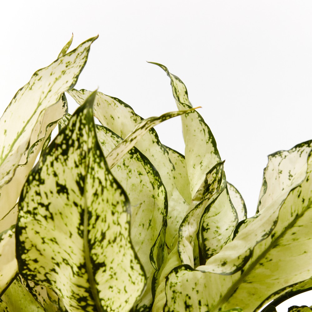 Plants set 11 Plants set 11