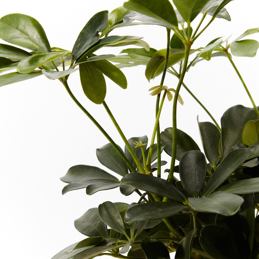 Plants set 11 Plants set 11