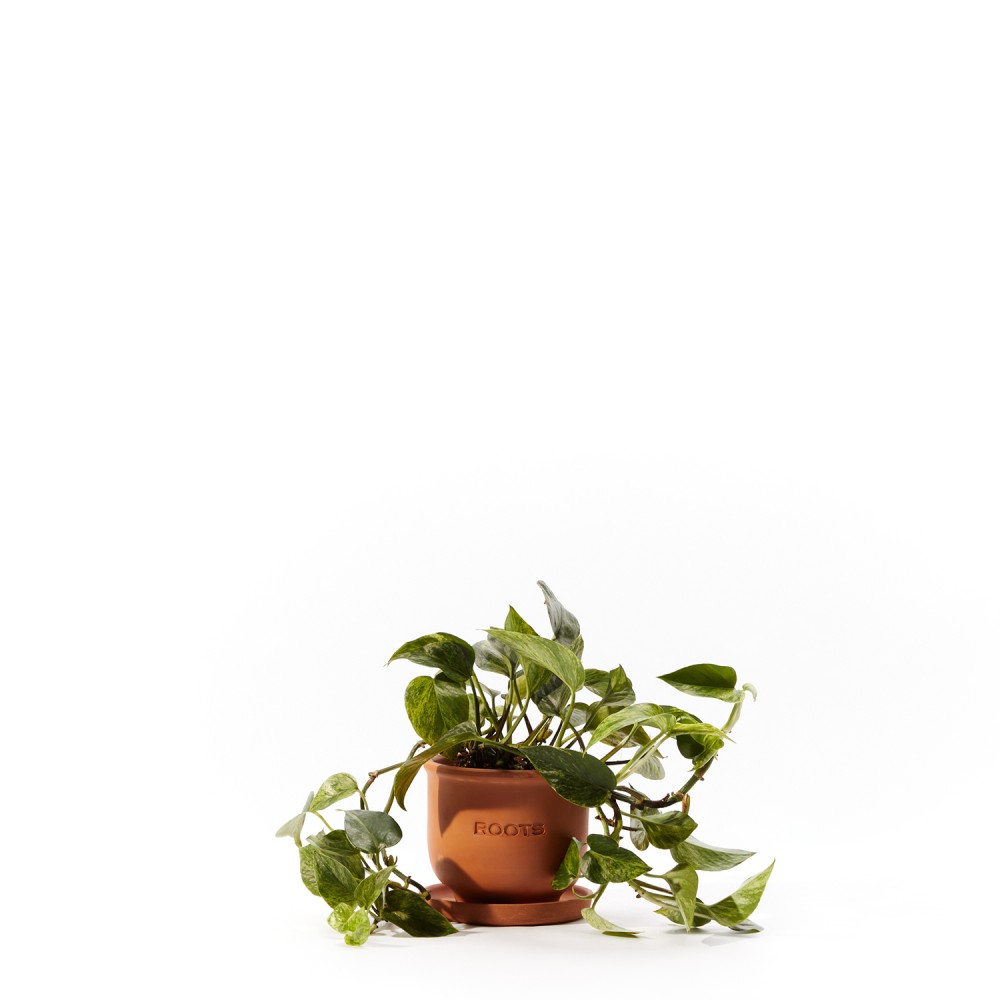 Plants set 19 Plants set 19