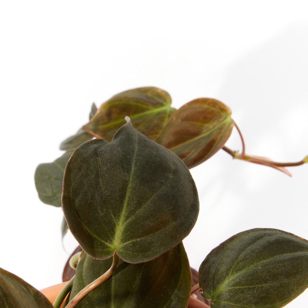 Plants set 19 Plants set 19