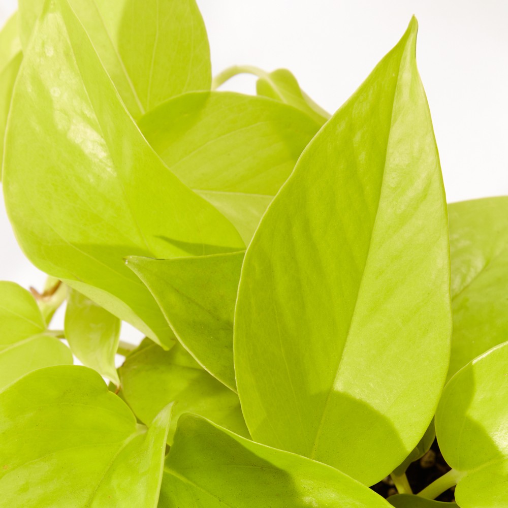 Plants set 19 Plants set 19